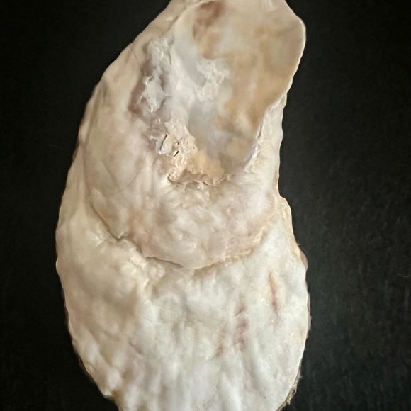 Decorative Oyster - Picture 2 of 2